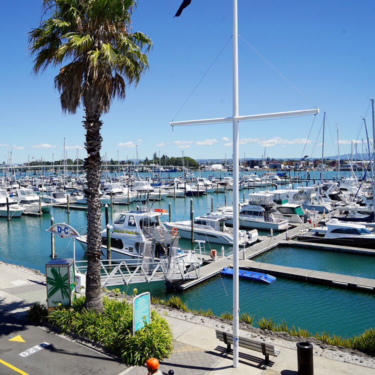 Sunny view of Tauranga Marina in the Bay of Plenty, New Zealand, with yachts docked and a palm tree lining the waterfront path.